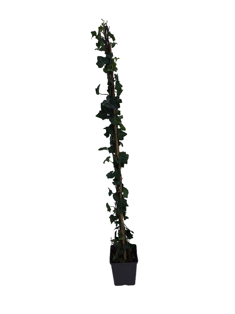 Hedera helix 11 cm kruka 90+ cm