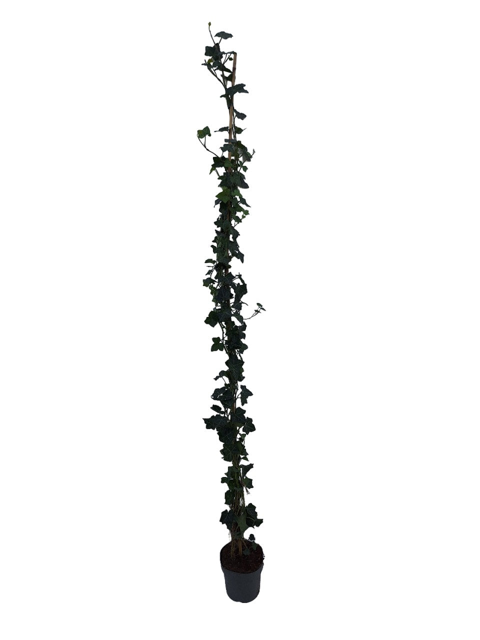 Murgröna hibernica - C4/P21 175-250 CM