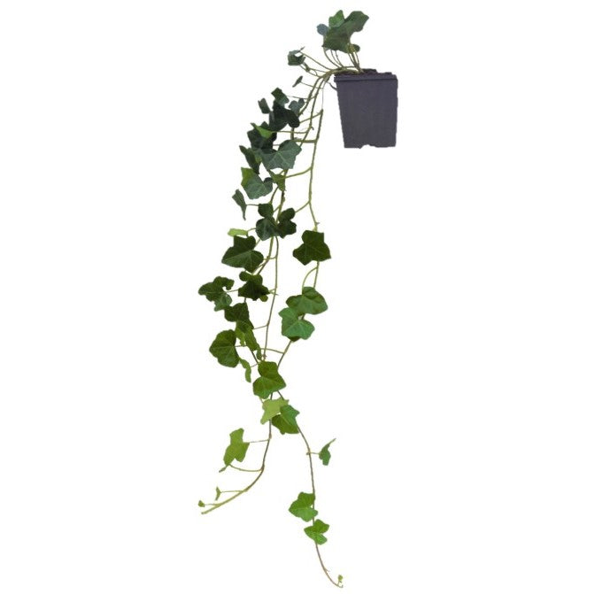 Murgröna hibernica - P11 90/+ CM