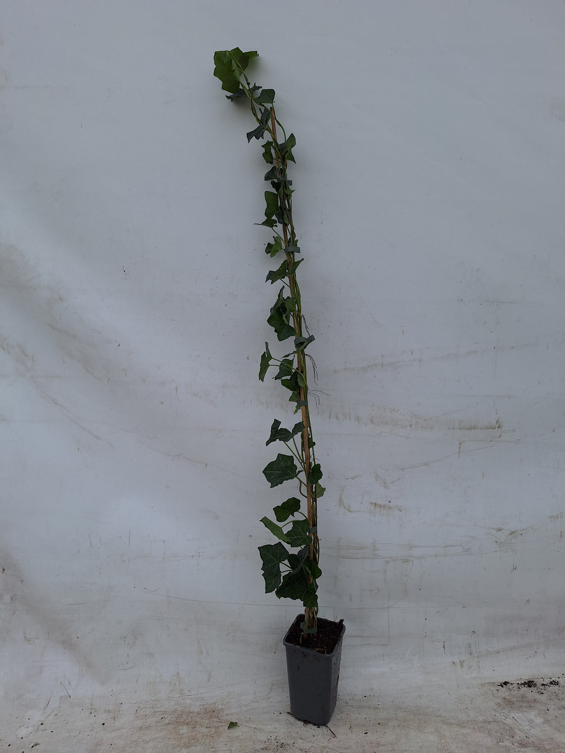 Hedera hibernica C2 (2 liters kruka) 100-125 cm