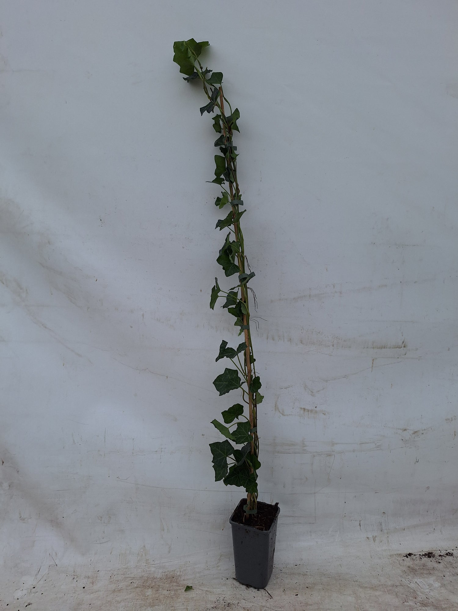 Hedera hibernica C2 (2 liters kruka) 100-125 cm