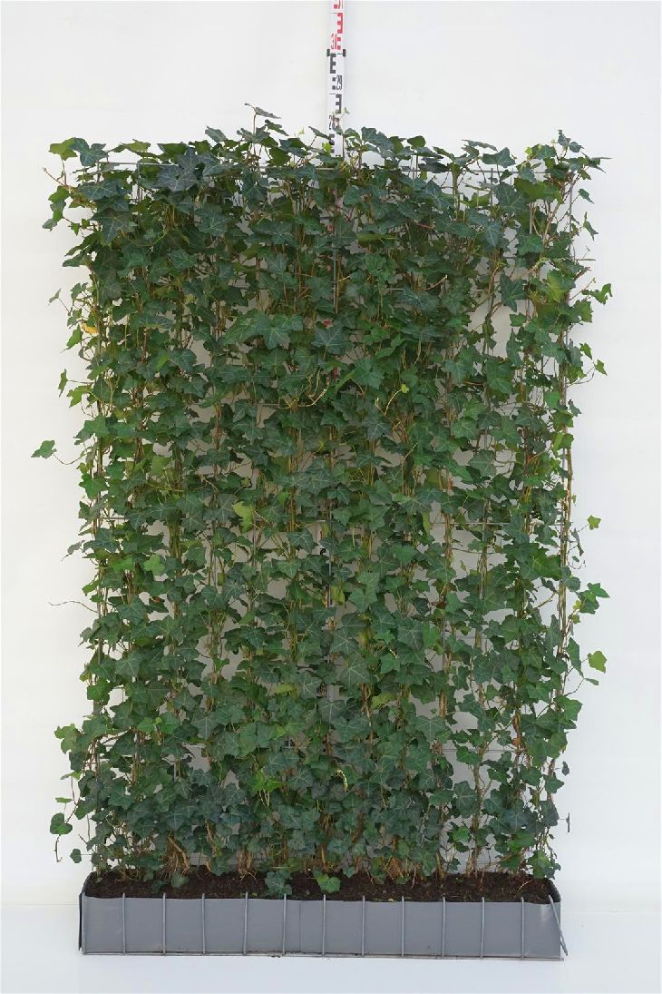 Hedera hibernica Färdig häck 120x180 cm