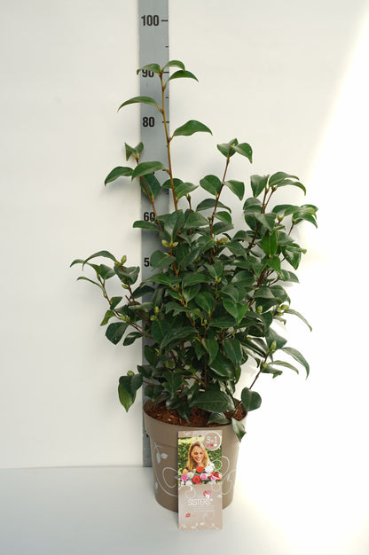 Camellia &