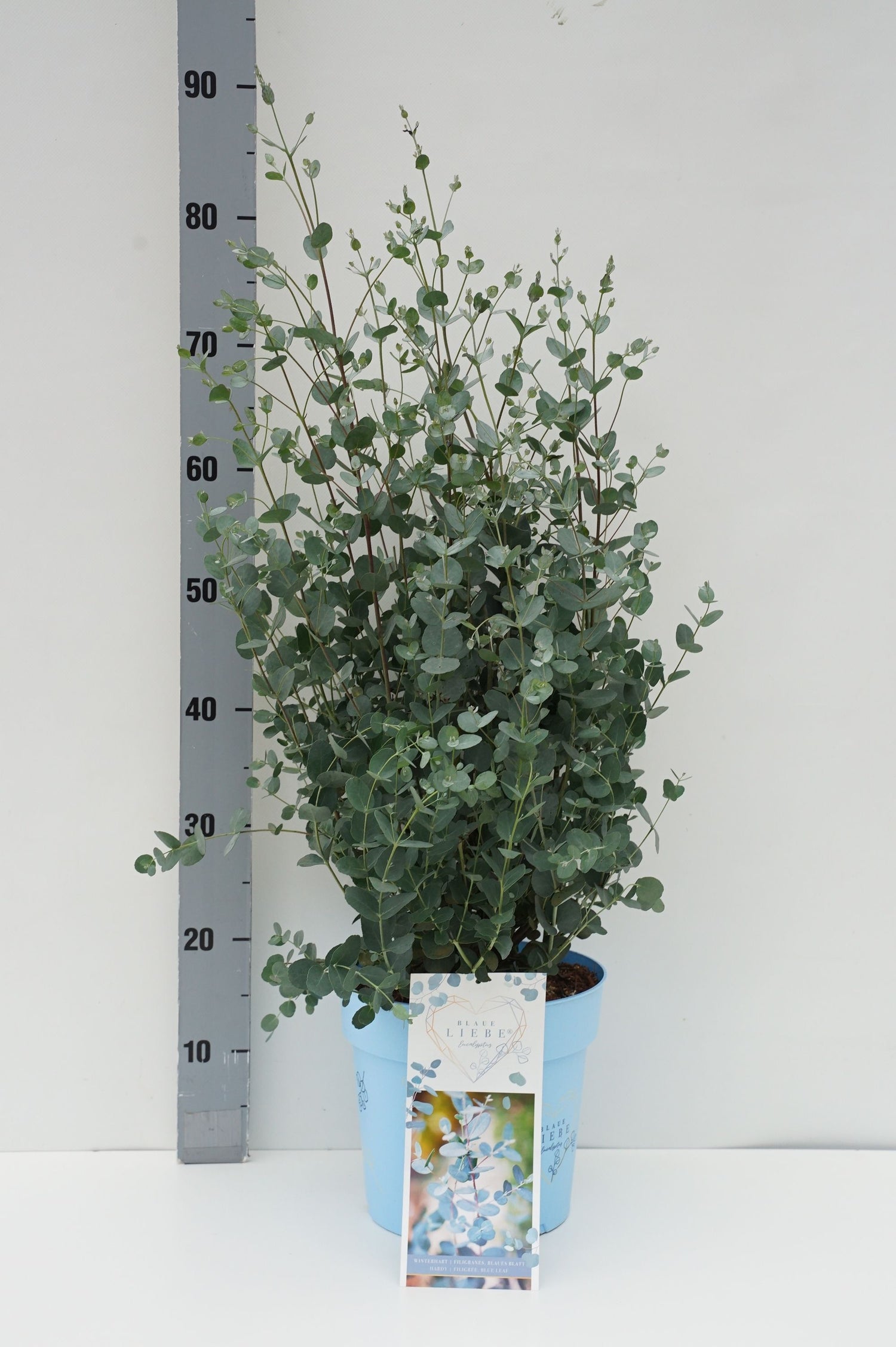 Eucalyptus gunnii &