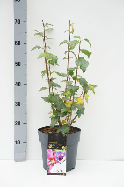 Hibiscus syriacus &