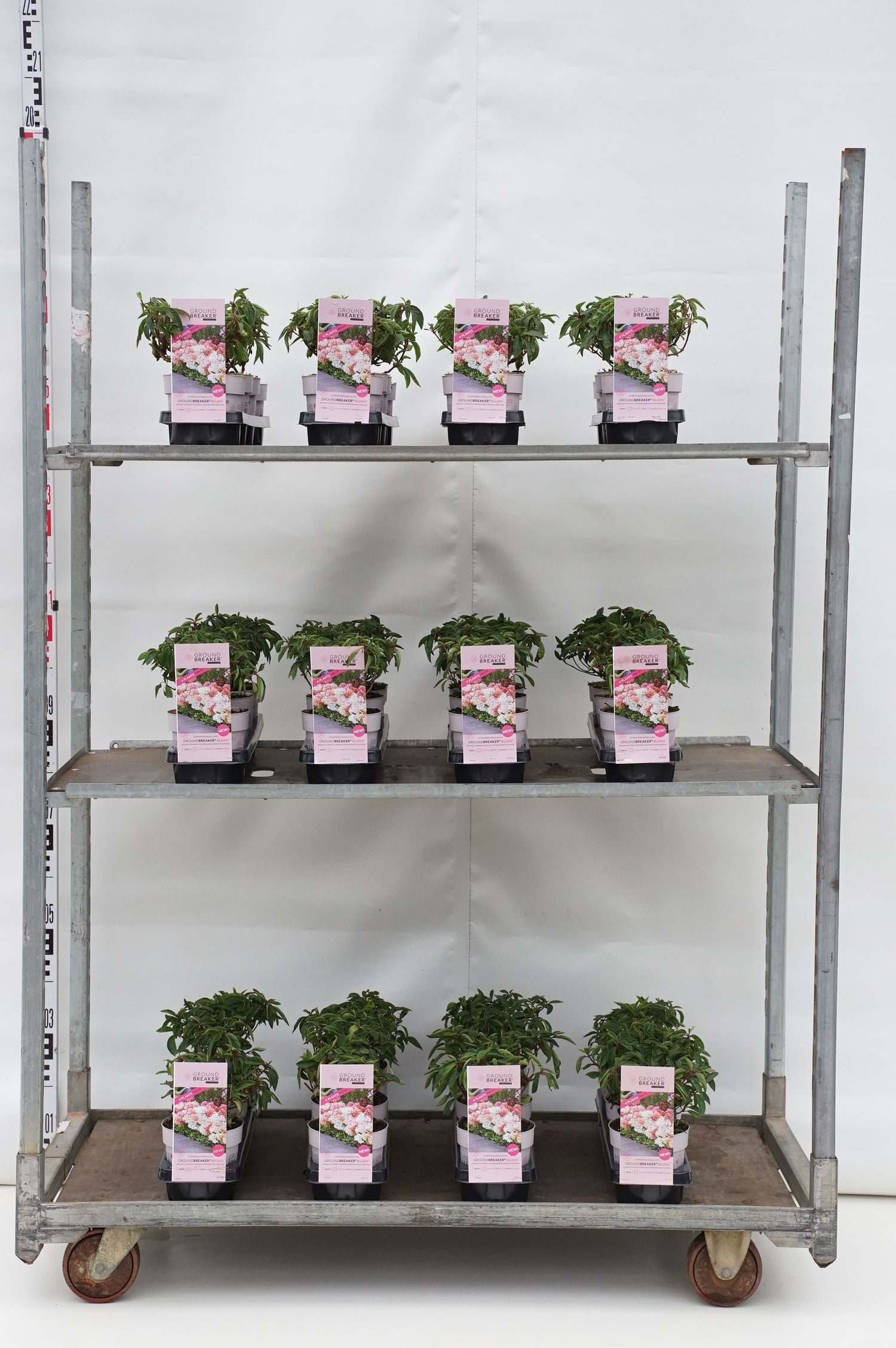 Hortensia pan. &