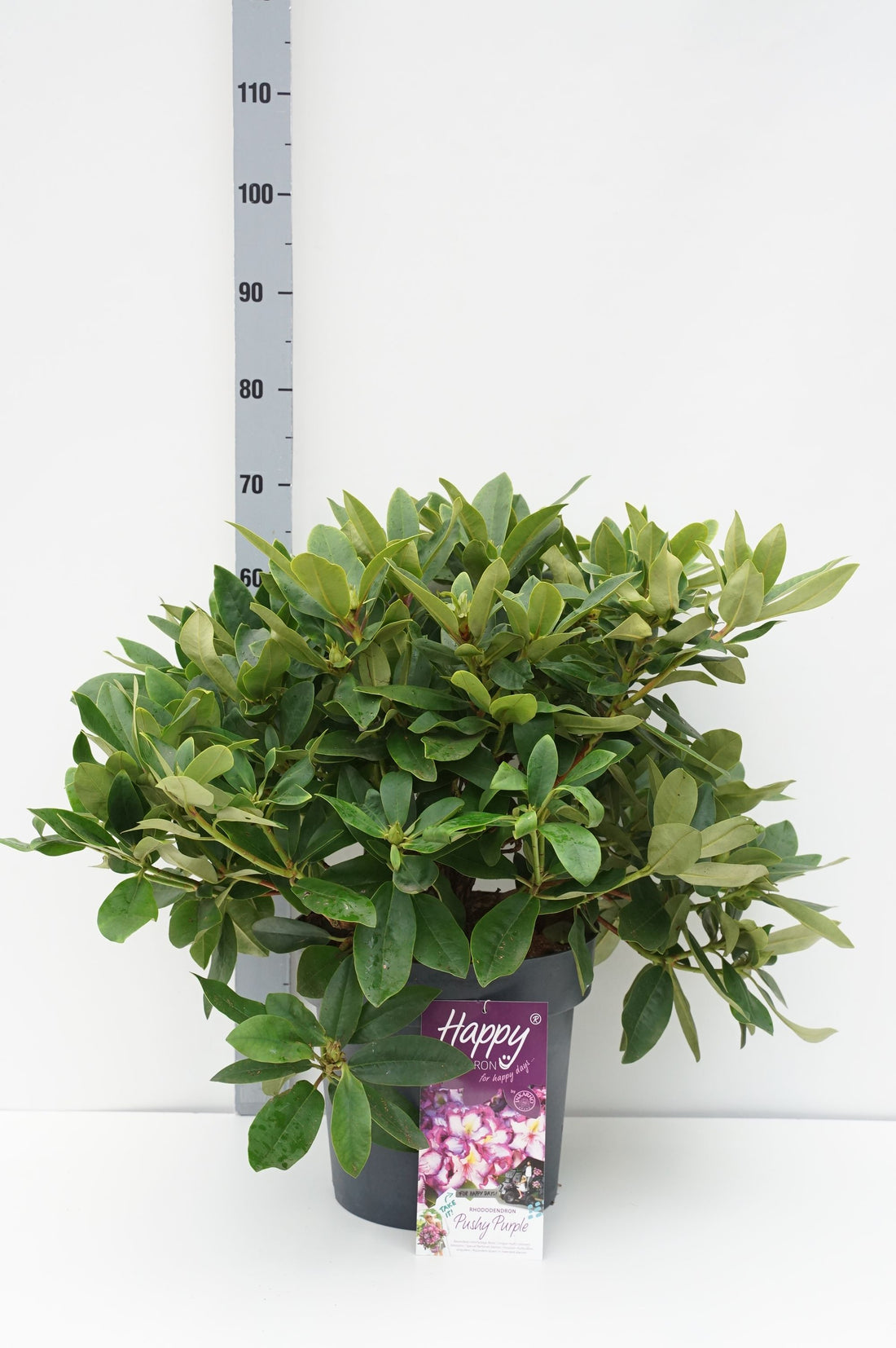 Rhododendron &