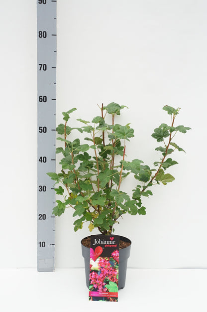 Ribes sang. &