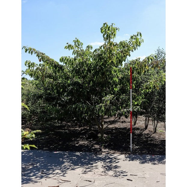 Pagodkornell - Cornus controversa 250-300 MS