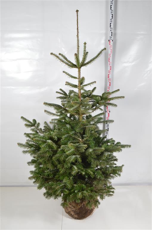 Silvergran nordmanniana - 150-175 CM WIRE