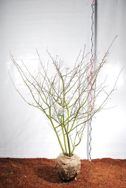 Amelanchier lamarckii 150-175 cm rotklump