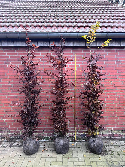 Carpinus betulus 175-200 cm rotklump