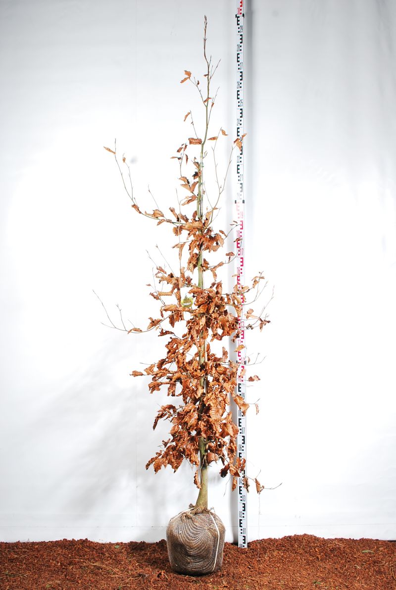 Fagus sylvatica &