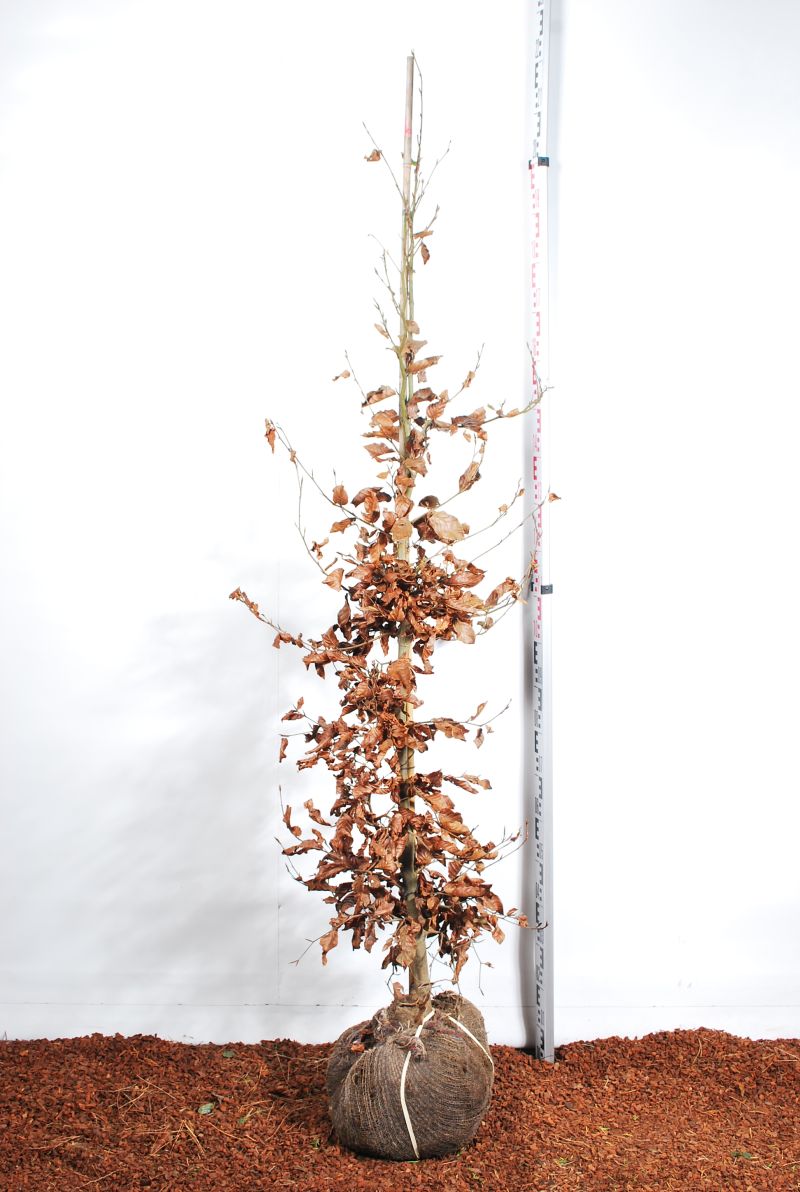 Bok sylvatica - 150-175 CM RB