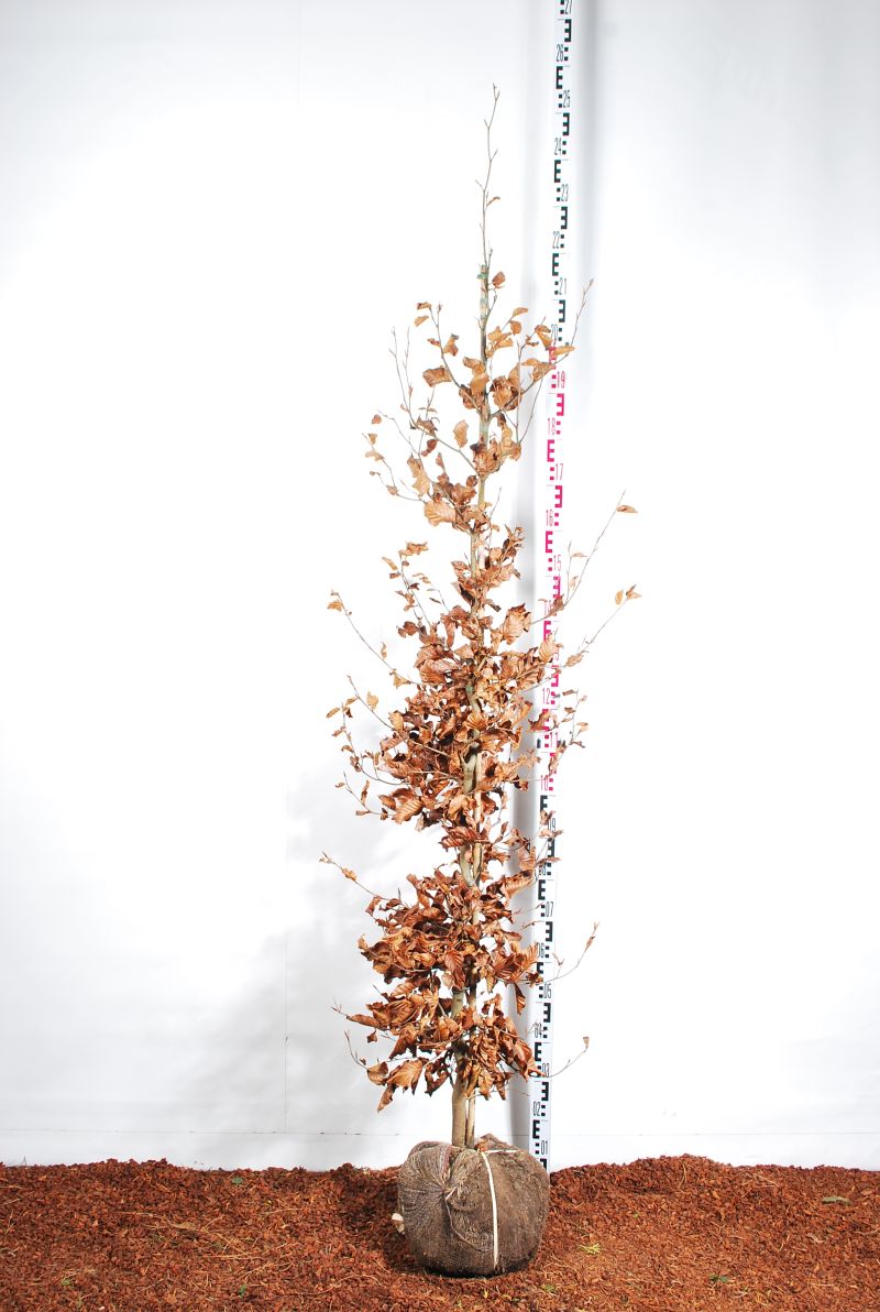 Bok sylvatica - 175-200 CM RB
