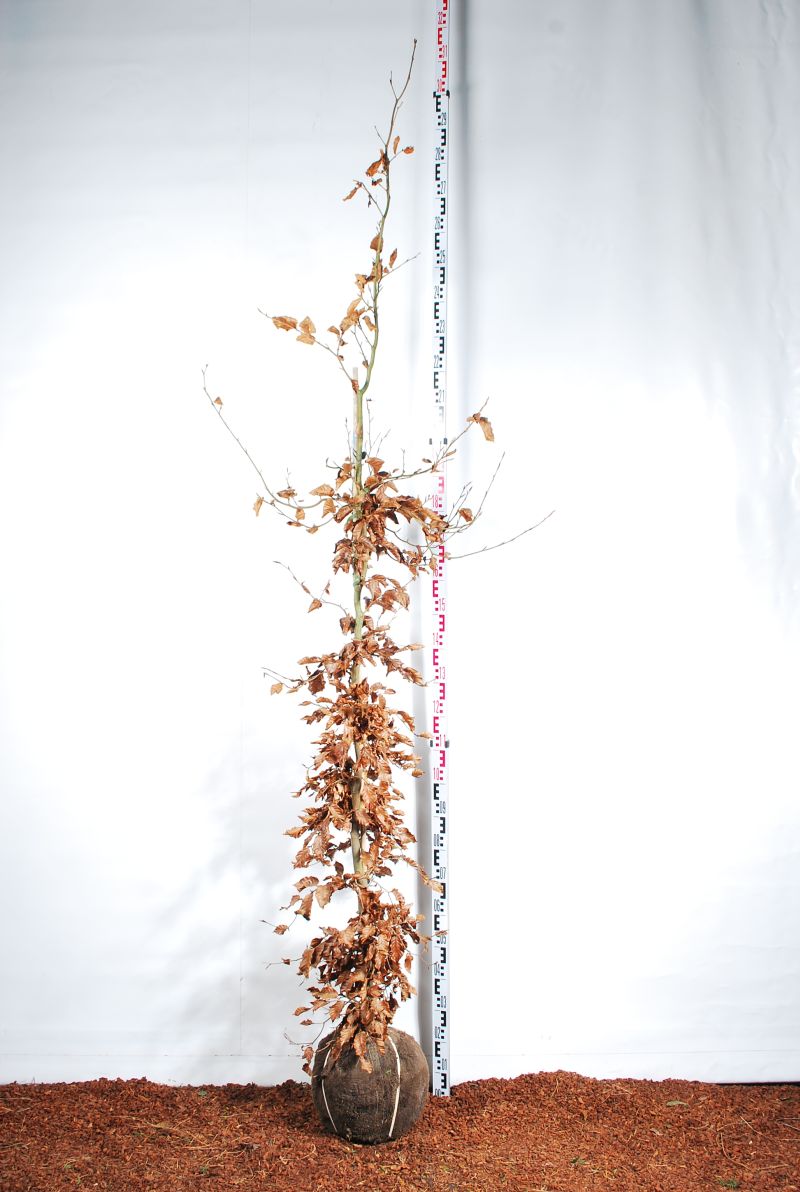 Fagus sylvatica 100-125 cm C3,5 (3,5 liters kruka)