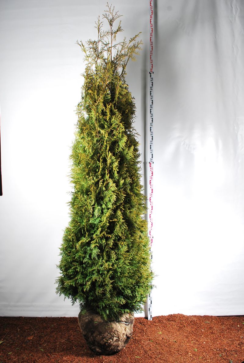 Thuja occ. &