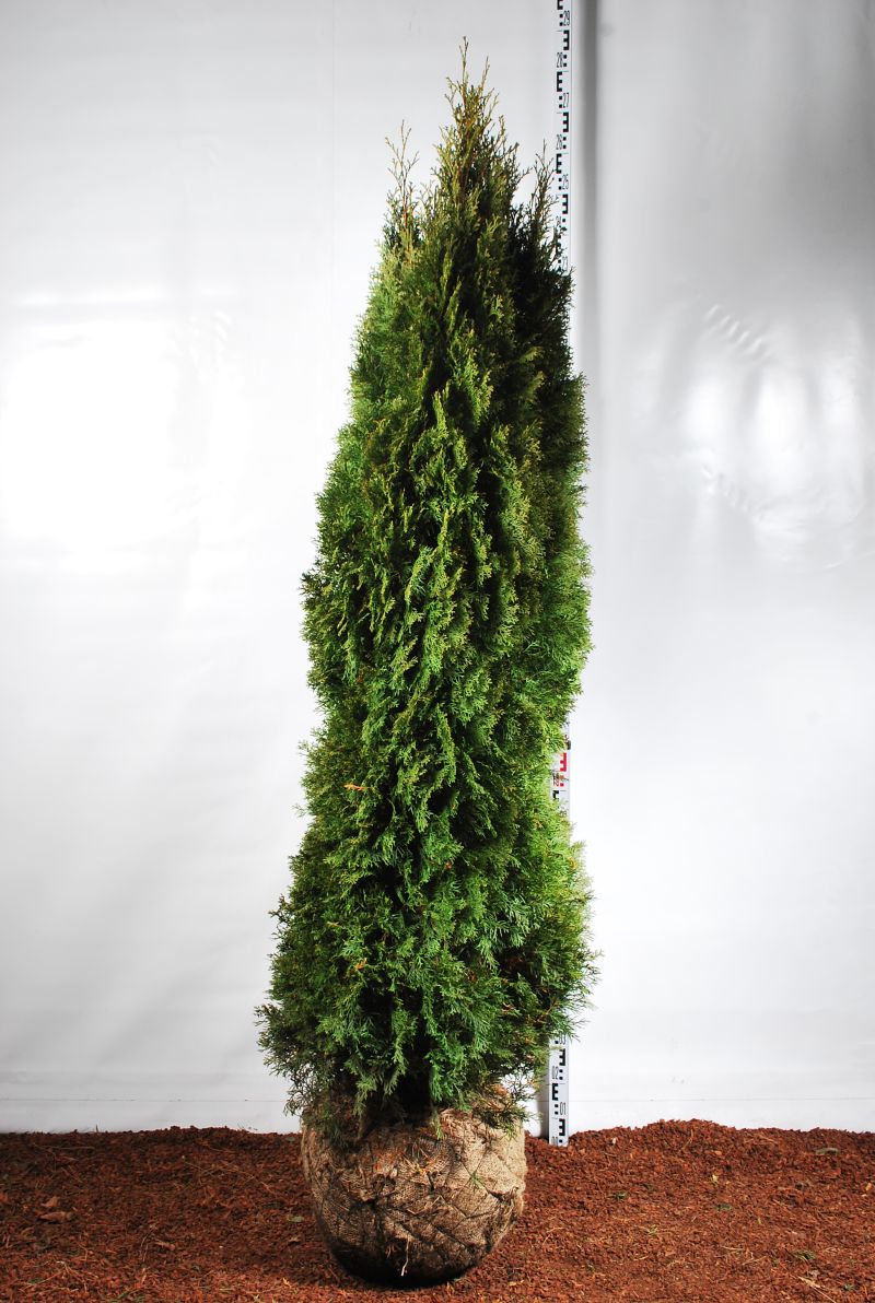 Thuja occ. &