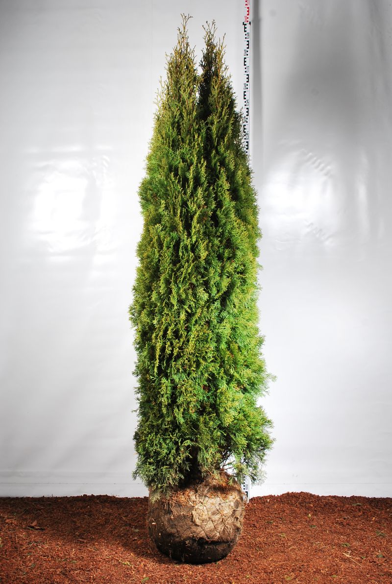 Thuja occ. &