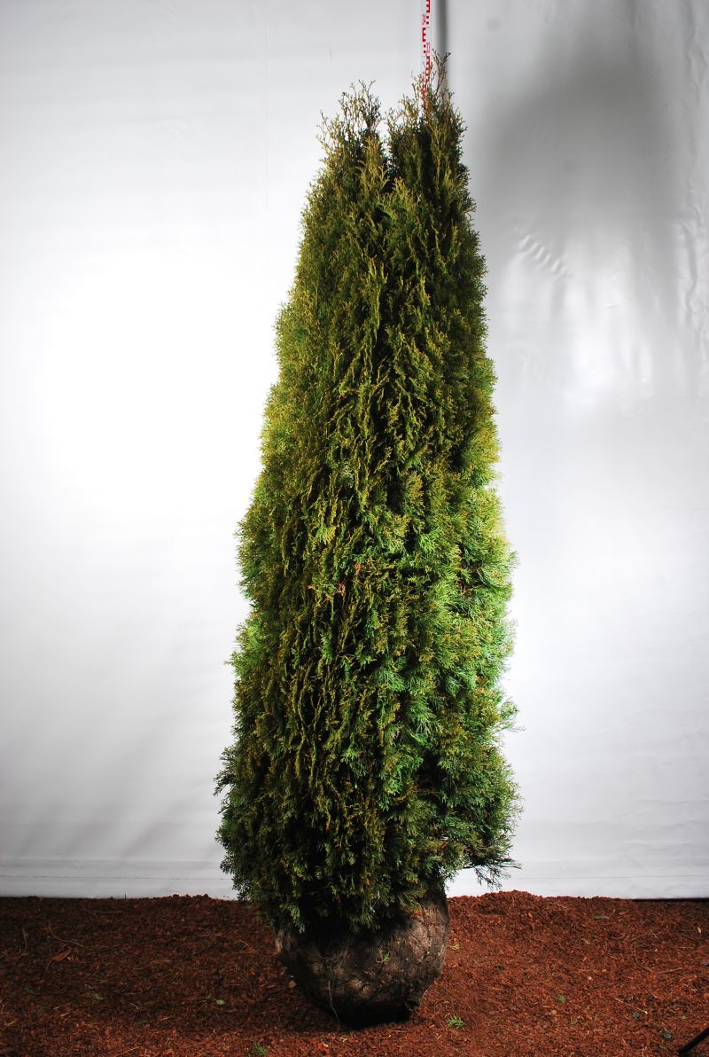 Thuja occ. &