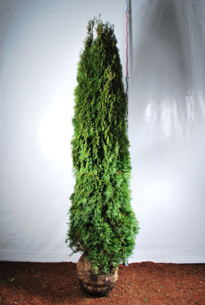 Thuja occ. &