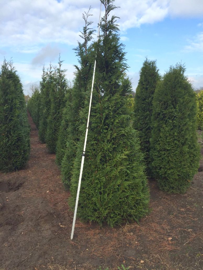 Thuja pl. &