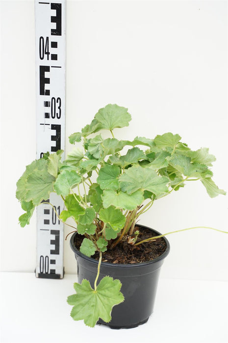 Alchemilla mollis