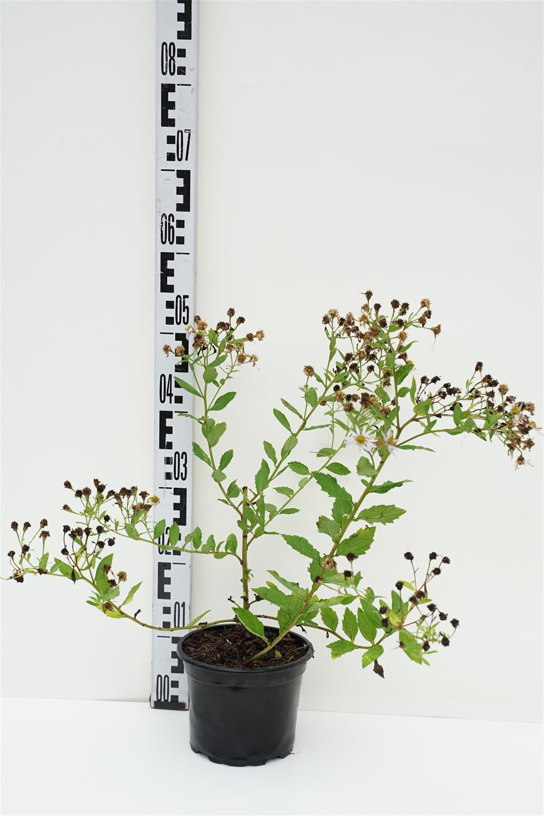 Aster ageratoides &