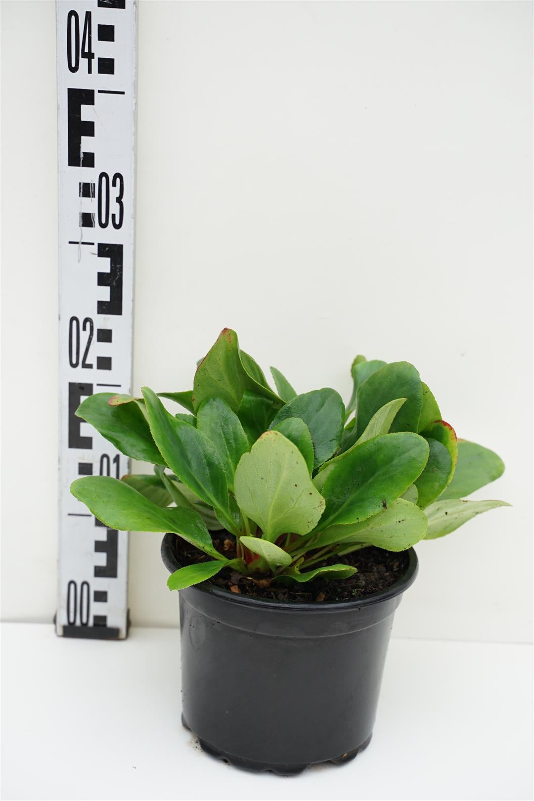 Bergenia &