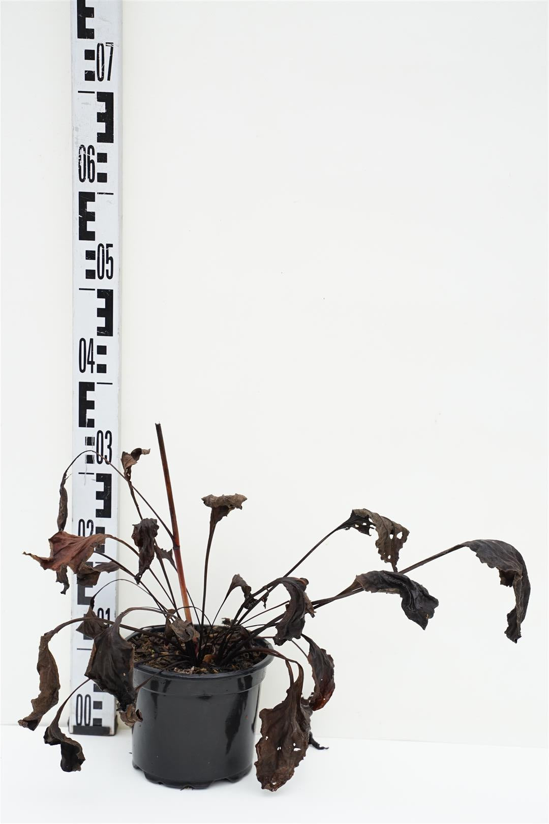 Echinacea p. &