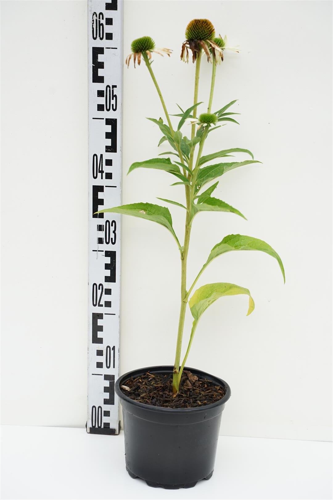 Echinacea p. &