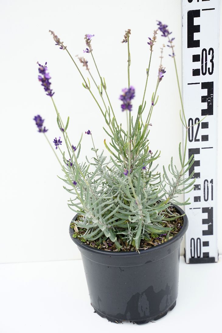 Lavendel ang. &