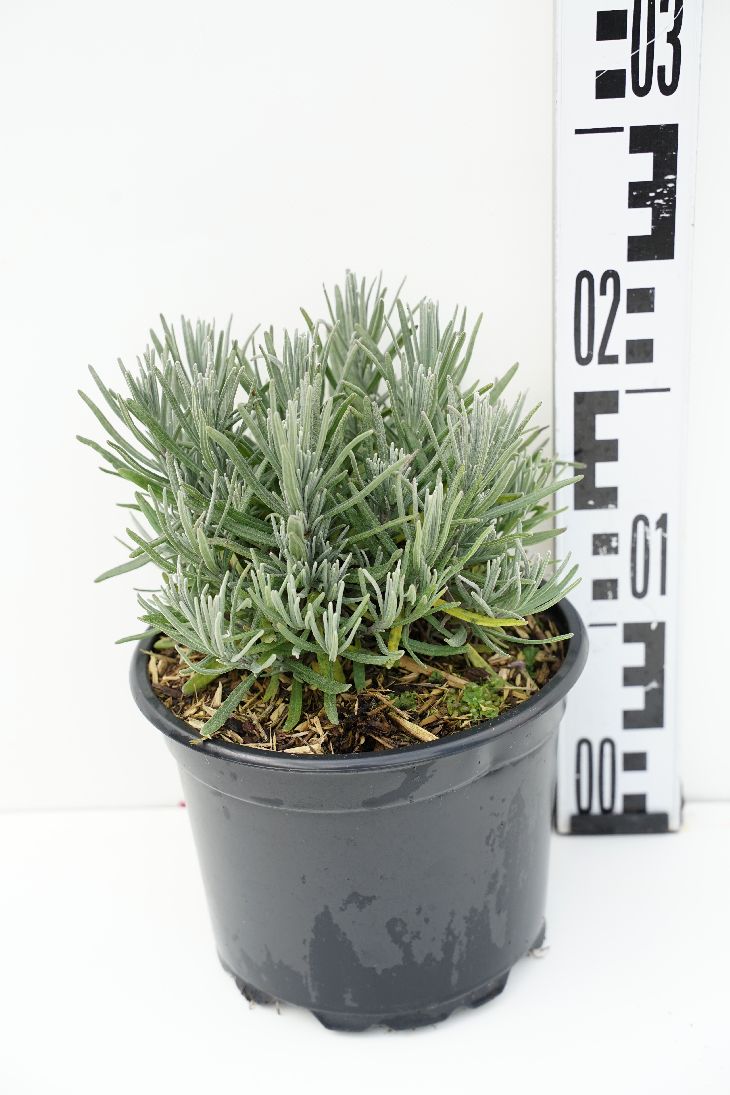 Lavandula angustifolia &