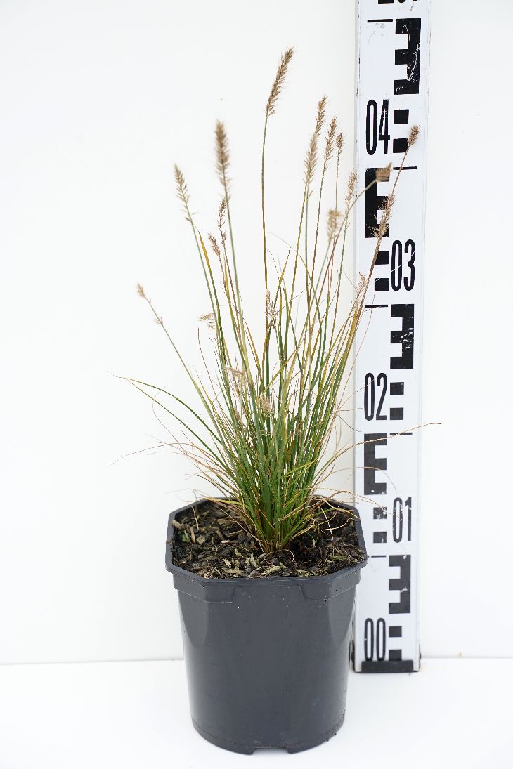 Panicum virgatum &