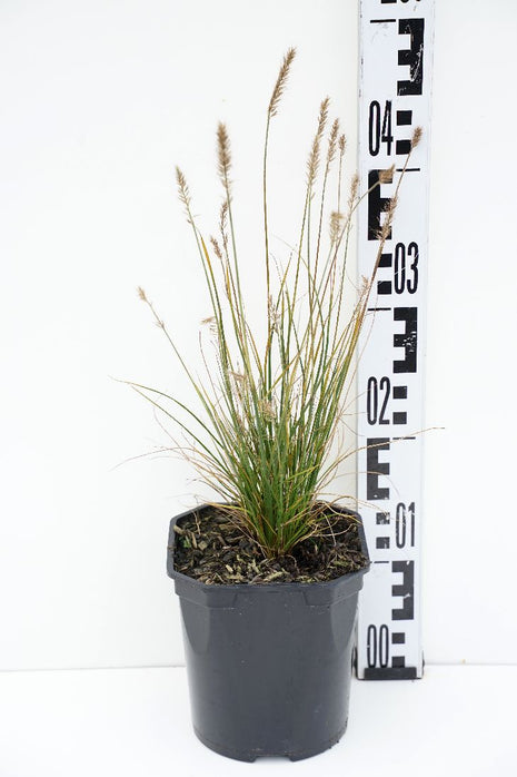 Panicum virgatum 'Rehbraun'