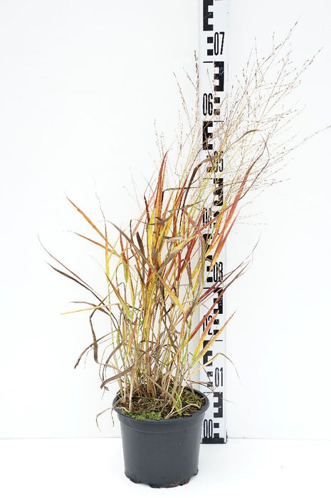 Panicum virgatum 'Rotstrahlbusch'