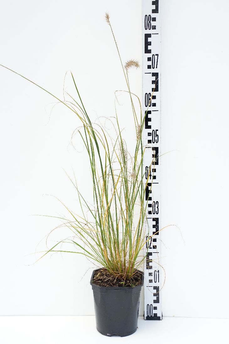 Pennisetum al. &