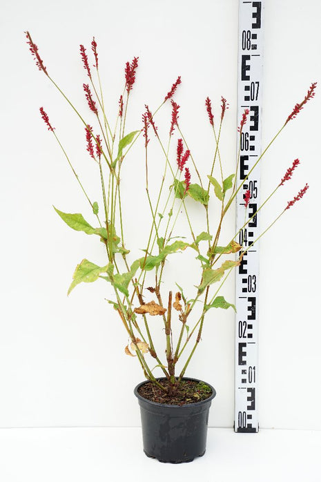 Persicaria a. "Speciosa"