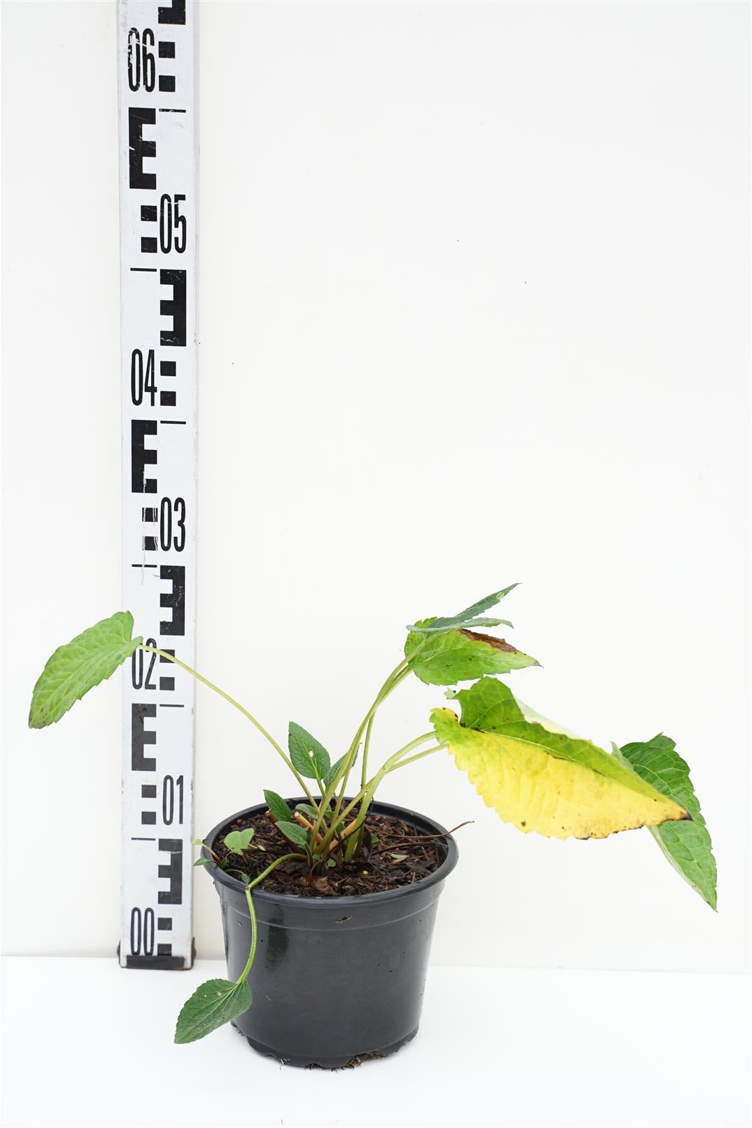 Rudbeckia f. &