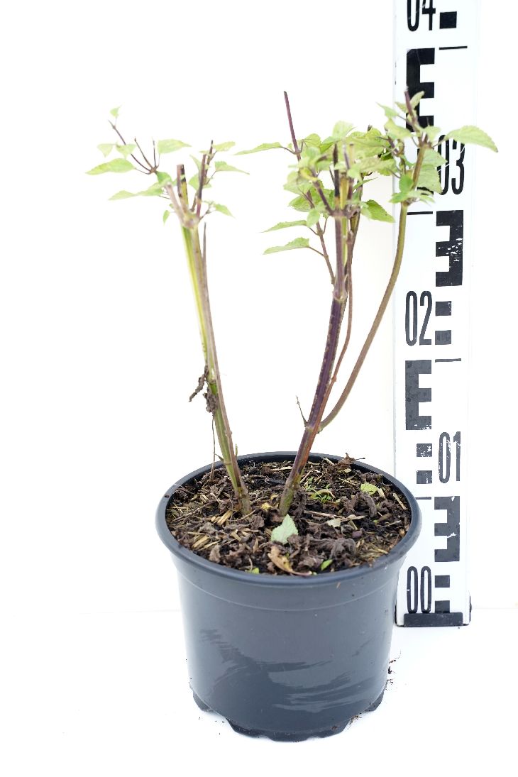 Salvia &
