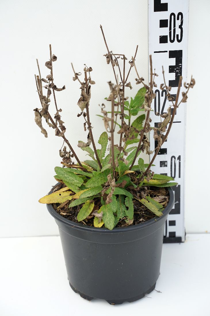 Salvia nemorosa &