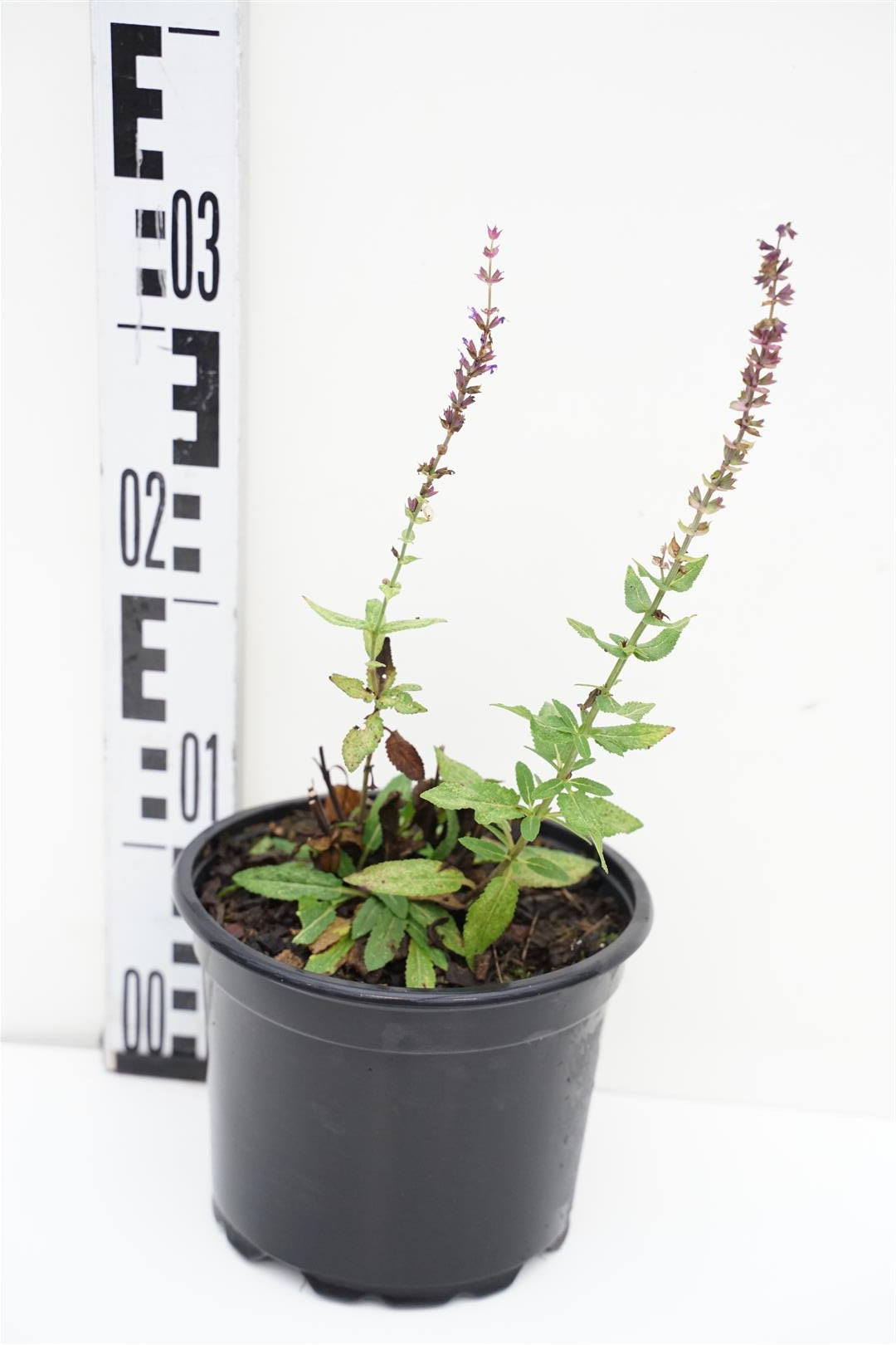 Salvia nemorosa &