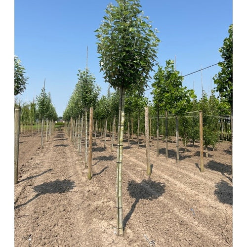 Silverpoppel - Populus alba 'Raket'  - Stammens omkrets 20-25 cm, höjd 4-4,5 meter,  HS,