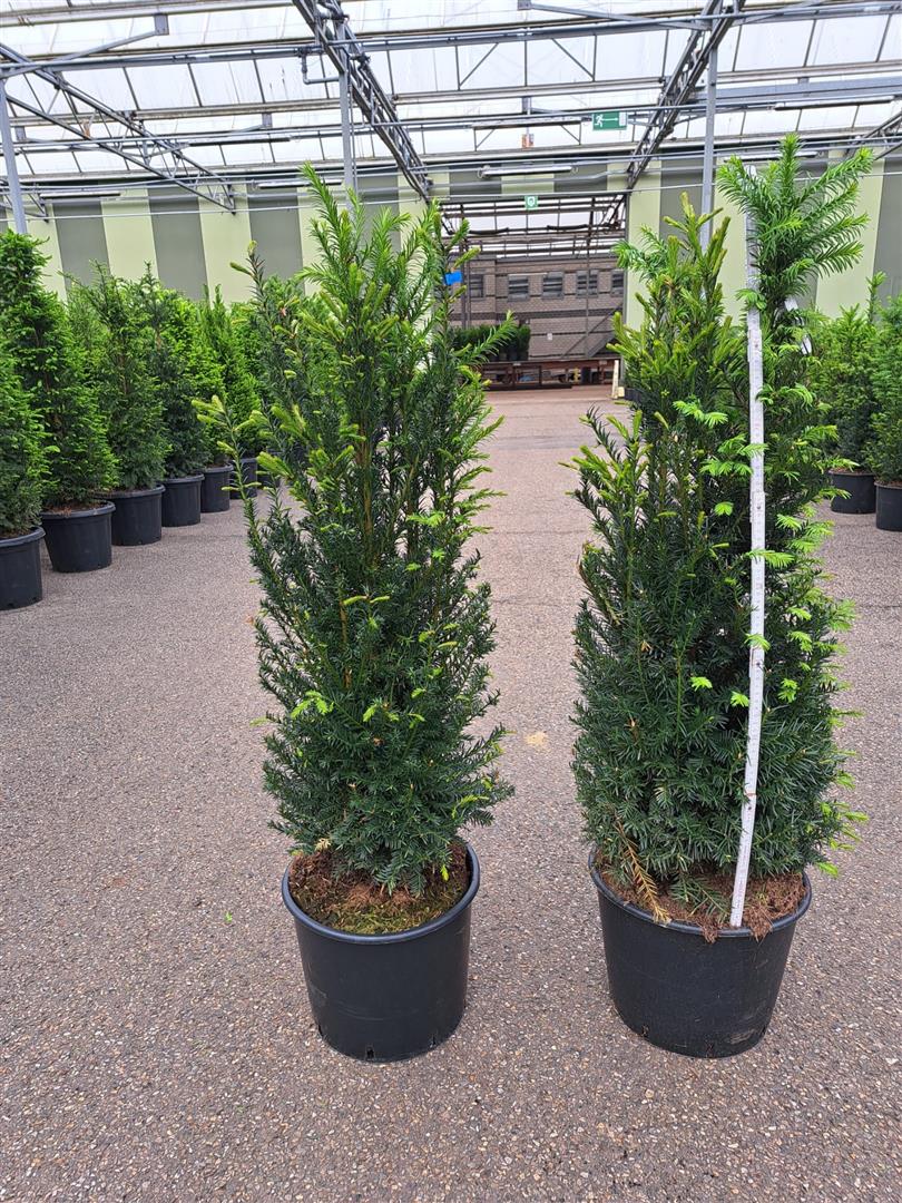 Taxus baccata 100-125 cm, C15 (15 liters kruka)