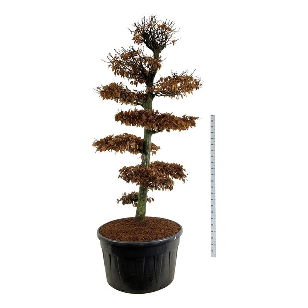 Carpinus betulus Bonsai 250–300 cm C500 (500 liters kruka)