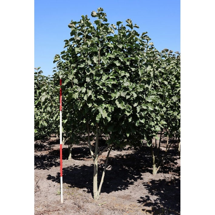 Rosenmagnolia - Magnolia &