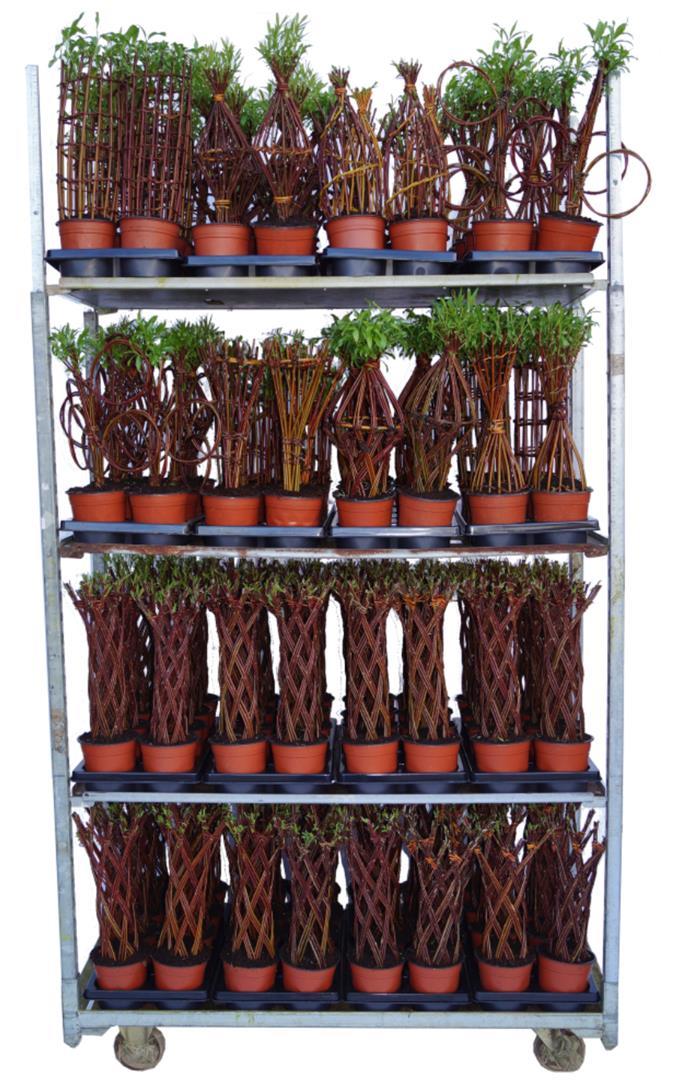 Vide in cultivars - C1,5/P14