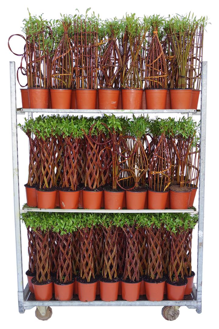 Vide in cultivars - C2/P17