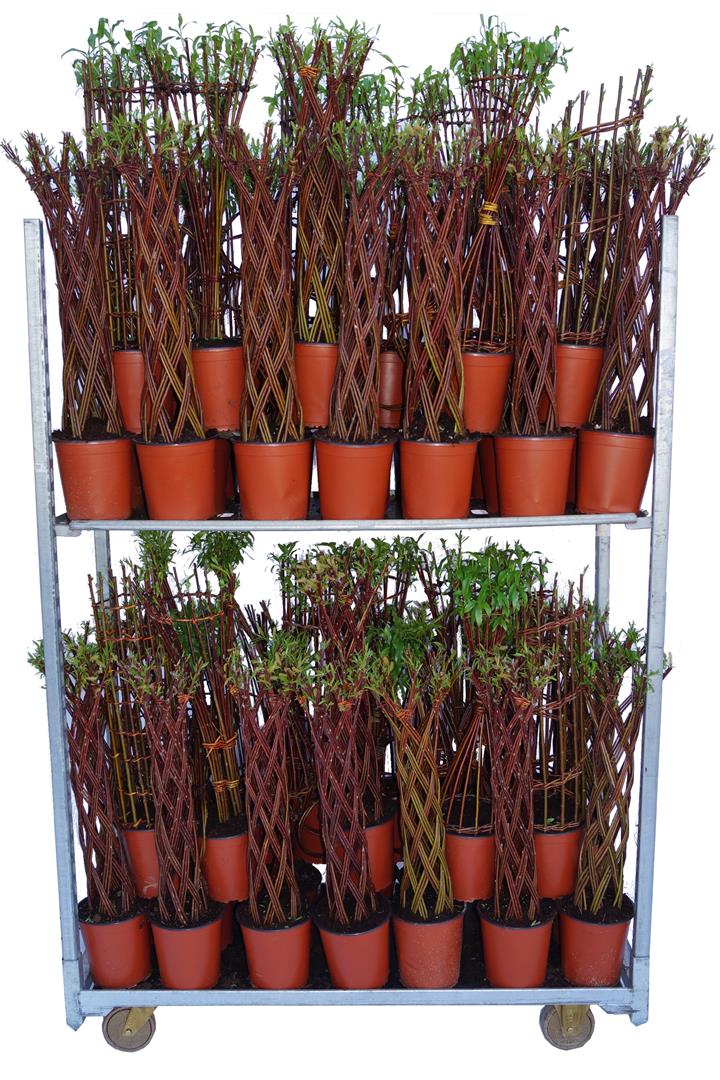 Salix i sorter C5 (5 liters kruka) / 23 cm kruka