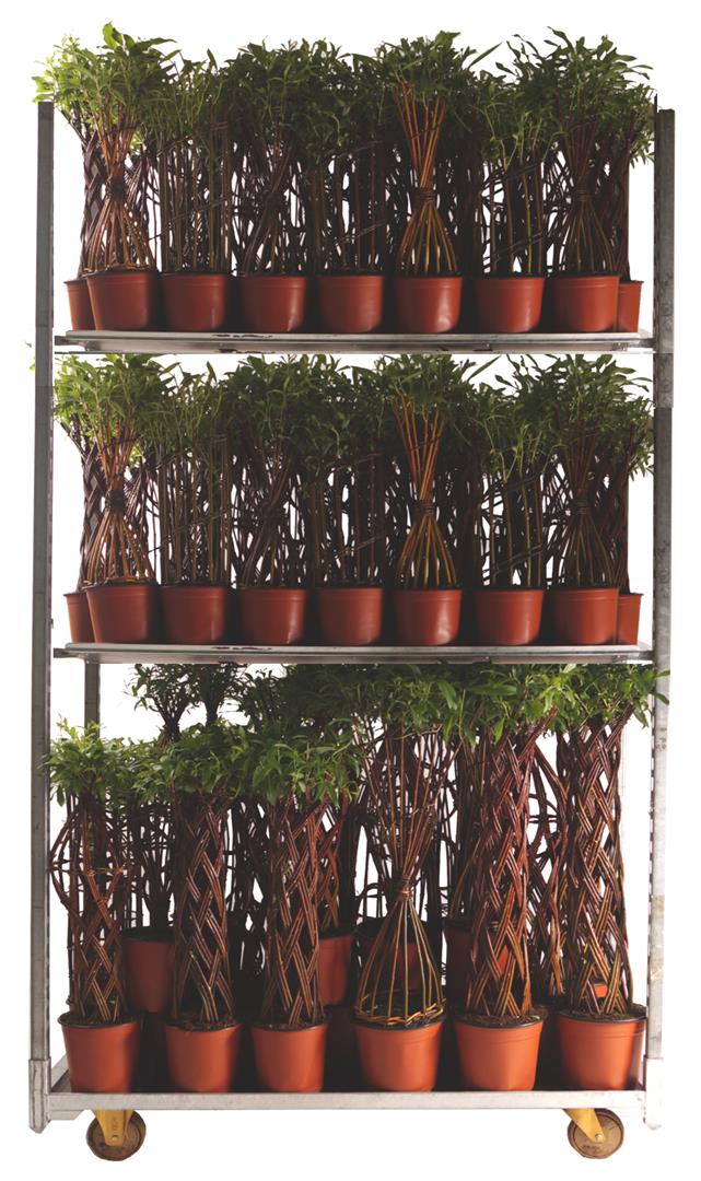 Vide in cultivars - MIX CC 1